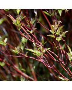 Cornus, Red Twig Dogwood 'Baileyi'