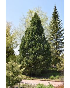 Pinus, Swiss Stone Pine (Large)