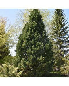 Pinus, Swiss Stone Pine (Large Sizes)