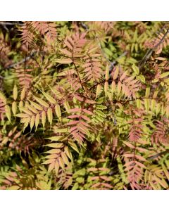 Sorbaria, Ash Leaf Spirea 'Sem'