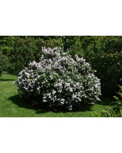 Syringa, Miss Kim Lilac Tree (Large)