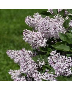 Syringa, Manchurian Lilac 'Miss Kim'