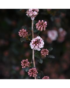 Physocarpus, Ninebark 'First Editions® Little Devil™'