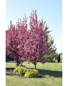 Malus, Flowering Crabapple 'Pink Spires' (Large)