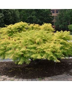 Rhus, Staghorn Sumac 'First Editions® Tiger Eyes®'