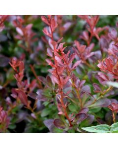 Berberis, Japanese Barberry 'Cabernet®'