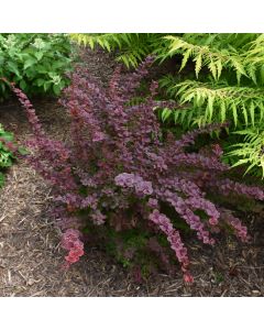 Berberis, Japanese Barberry 'First Editions® Toscana™'