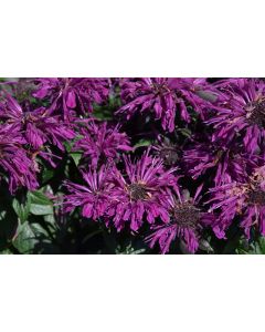 Monarda, Hybrid Beebalm 'Sugar Buzz® Rockin’ Raspberry'