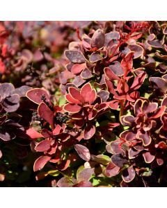 Berberis, Japanese Barberry 'Golden Ruby®'