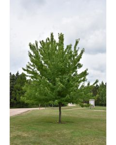 Acer, Freeman Maple 'Firefall™' (Large)