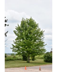 Acer, Freeman Maple 'Autumn Blaze®' (Large)