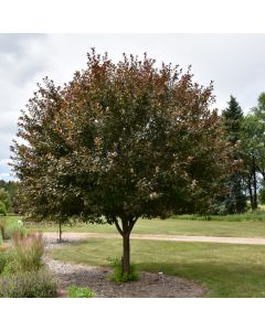 Malus, Flowering Crabapple 'Velvet Pillar™' (Large Sizes)