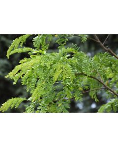 Gleditsia, Thornless Honeylocust 'Street Keeper®' (Large)