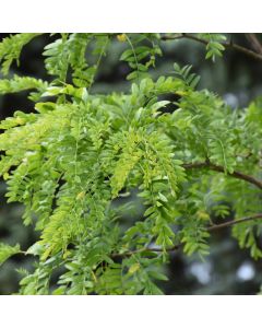 Gleditsia, Thornless Honeylocust 'Street Keeper®' (Large Sizes)