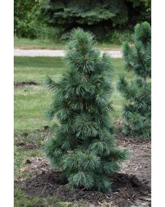 Pinus, Swiss Stone Pine 'Silver Whispers™'