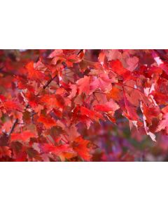 Acer, Red Maple 'Autumn Radiance®'