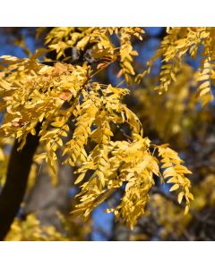 Gleditsia, Thornless Honeylocust 'Shademaster®' (Large Sizes)