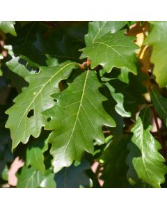 Quercus, Ware's Oak 'Kindred Spirit®' (Large Sizes)