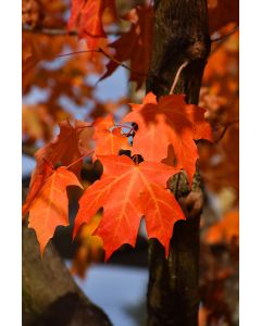 Acer, Sugar Maple 'Green Mountain®'