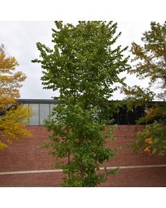 Ulmus, American Elm 'New Harmony' (Large Sizes)