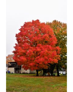 Acer, Sugar Maple 'Green Mountain®' (Large)