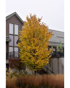 Ulmus, American Elm 'Jefferson' (Large)