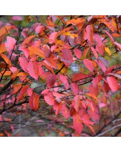 Carpinus, Blue Beech (Large Sizes)