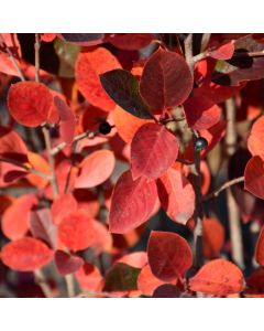 Aronia, Black Chokeberry 'Viking'