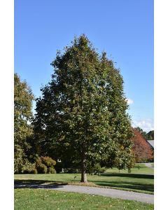 Tilia, American Linden 'Redmond' (Large)