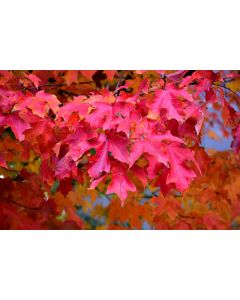 Acer, Sugar Maple 'Fall Fiesta®'