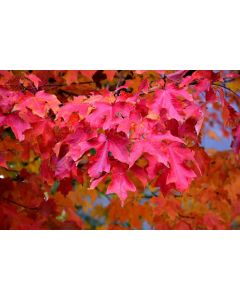 Acer, Sugar Maple 'Fall Fiesta®' (Large Sizes)