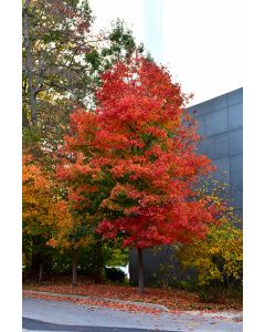 Acer, Sugar Maple 'Fall Fiesta®' (Large)