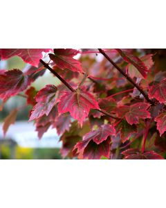 Acer, Red Maple 'Brandywine'