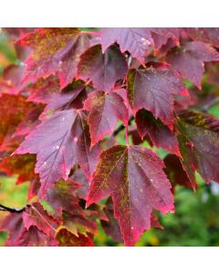 Acer, Red Maple 'Red Sunset®' (Large Sizes)