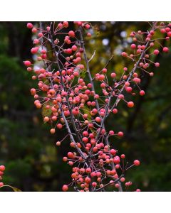 Malus, Flowering Crabapple 'Adirondack' (Large Sizes)