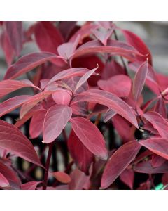 Cornus, Red Twig Dogwood 'Arctic Fire™'