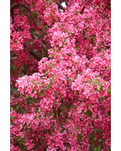 Malus, Flowering Crabapple 'Prairiefire'