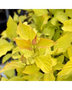 Cornus, Siberian Dogwood 'First Editions® Neon Burst™'