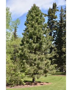 Pinus, Ponderosa Pine (Large)