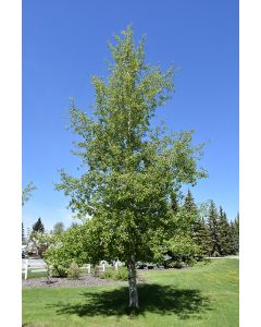 Populus, Quaking Aspen (Large)