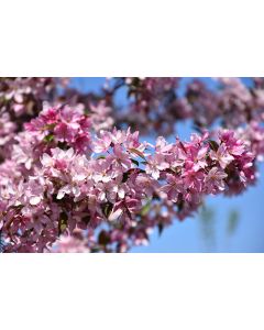 Malus, Flowering Crabapple 'Pink Spires'