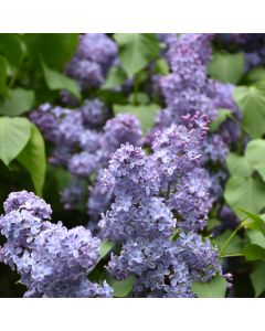 Syringa, Common Lilac 'Wedgewood Blue'