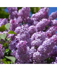 Syringa, Common Lilac 'Purple'