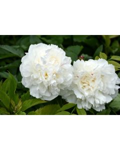 Paeonia, White Peony 'Duchess de Nemours'