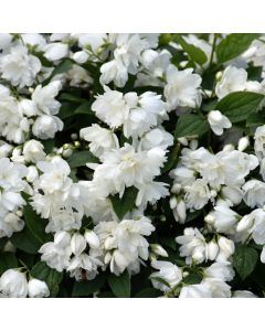 Philadelphus, Mock Orange 'Snowbelle'