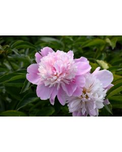 Paeonia, Pink Peony 'Monsieur Jules Elie'