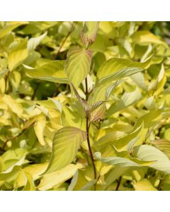 Cornus, Siberian Dogwood 'Prairie Fire'