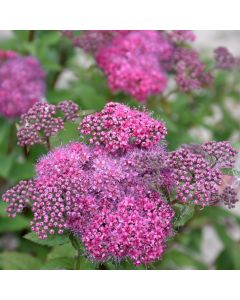 Spiraea, Bumalda Spirea 'First Editions® Superstar™'