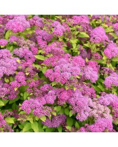 Spiraea, Japanese Spirea 'Magic Carpet'