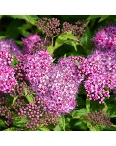 Spiraea, Bumalda Spirea 'Anthony Waterer'